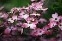 Blütenmeer, f/1.8, APS-C, April 2024. Pentacon f/1.8 50mm Blütenmeer