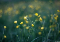 Pentacon, f/1.8, APS-C, April 2024. Pentacon 1.8/50 multi coating