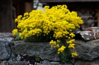 Pentacon, f/1.8, APS-C, April 2024. Pentacon 1.8/50 auto