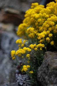 Pentacon, f/1.8, APS-C, April 2024. Pentacon 1.8/50 multi coating