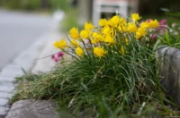f/1.8, APS-C Auto-Takumar 55mm f/1.8 Zebra Blumen Blüten