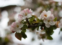 Apfelblüten mit Frostschäden in Klotzsche, April 2024, f/1.8, APS-C. Takumar 1.8/55 Zebra Apfelblüte