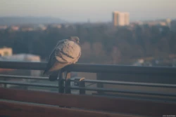 Carl Zeiss Jena Tessar 1:4.5 7,5cm Taube Balkon