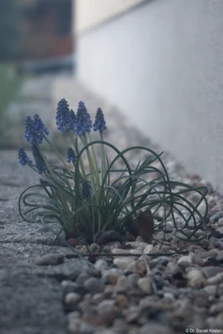 Carl Zeiss Jena Tessar 4.5/75 Hyacinthen