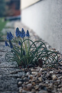 Hier habe ich versucht, Farben und Kontrast besser abzustimmen. Carl Zeiss Jena Tessar 4.5/75 Hyacinthen