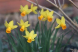 Carl Zeiss Jena Tessar 1:4.5 75mm Osterglocken