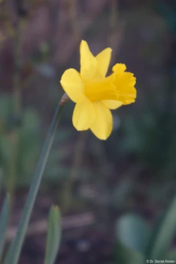 Carl Zeiss Jena Tessar 4.5/75 Osterglocke Narzisse