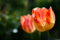 Bereits beim geringfügigen Abblenden bilden sich sechseckige Muster (APS-C). Yashica DSB 1.9/50 Tulpen Bokeh