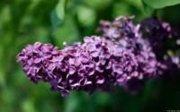 APS-C. Yashica DSB 1.9/50 Flieder