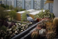 Taube auf dem Balkon, Vollformat, f/1.9. Yashica DSB f/1.9 50mm Taube Bokeh Balkon