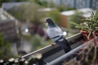 Durch eine Verringerung der Entfernung hat die Hintergrundunschärfe weiter zugenommen. Yashica DSB 1.9/50 Taube Balkon