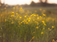 Gegenlichtaufnahme mit interessanten Lensflares (APS-C, f/1.9). Yashica DSB 1.9/50 Butterblumen Lensflares