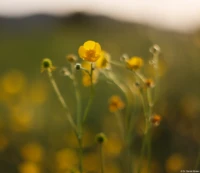 Sehr interressantes Bokeh (APS-C, f/1.9). Yashica DSB f/1.9 50mm Butterblume