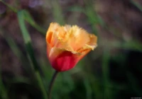 APS-C, f/1.9. Yashica DSB f/1.9 50mm Tulpe