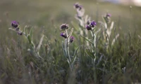 Gegenlicht, APS-C, f/1.9. Yashica DSB 1.9/50 Blume Abendsonne Gegenlicht