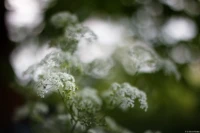 APS-C, f/1.9. Yashica DSB 1.9/50 Schafgarbe
