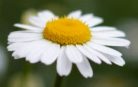 Die mittlere Blüte des letzten Fotos ohne Korrektur der Farbsäume. Yashica DSB f/1.9 50mm Kleine Margerite Farbsaumkorrektur