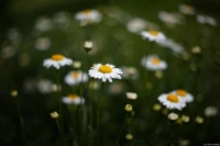 Kleine Margeriten, Vollformat, f/1.9. Yashica DSB 1.9/50 Kleine Margerite Leucanthemum vulgare