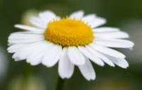 Die mittlere Blüte des letzten Fotos, Rawtherapee hat die Farbsäume sehr gut korrigiert. Yashica DSB f/1.9 50mm Farbsäume