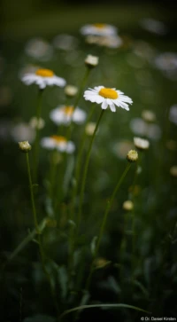 Kleine Margeriten, Vollformat, f/1.9. Yashica DSB 1.9/50 Kleine Margerite Leucanthemum vulgare
