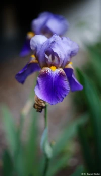 Vollformat, f/1.9. Yashica DSB f/1.9 50mm Blaue Lilie