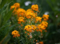 APS-C, f/1.9. Yashica DSB 1.9/50 Blumen orange