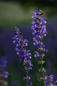 Wilde Lupine in der Abendsonne, APS-C, f/1.9. Yashica DSB f/1.9 50mm Blume Gegenlicht Abendsonne