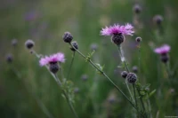 APS-C, f/1.9. Yashica DSB f/1.9 50mm Wiesen-Flockenblume Elbtal