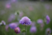 Wilder Schnittlauch, ich habe die Naheinstellgrenze voll ausgenutzt, f/2, APS-C. Yashica DSB 55mm f/2.0 Schnittlauch Blüte