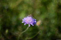 f/2, APS-C. Yashica DSB 2/55 Schnittlauch Blüte Wespe