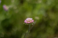 f/2, APS-C. Yashica DSB 55mm f/2 Schnittlauch Blüte