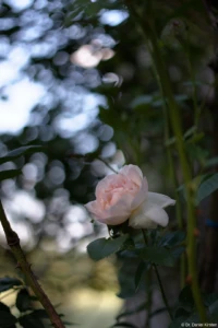 Rose am Rastplatz Wildberg, f/2, APS-C. Yashica DSB 2.0/55 swirly bokeh Rose