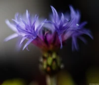 Makro einer Wiesenflockenblume, f/2, Vollformat. Yashica DSB 55mm f/2 Wiesenflockenblume Makro
