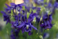 Sehr schönes Bokeh, f/2, APS-C. Yashica DSB 55mm f/2 Blumen Traumhaftes Bokeh