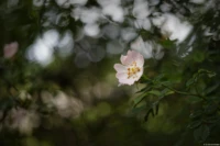 f/2, Vollformat. Yashica DSB 55mm f/2.0 Swirly Bokeh Hagebutte