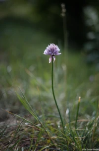 f/2, Vollformat. Yashica DSB 2.0/55 Schnittlauch