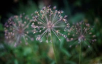 f/2, Vollformat. Yashica DSB 2.0/55