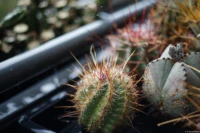 Das Foto zeigt einen sehr schönen Übergang von der Schärfe zur Unschärfe. Yashica DSB 2.0/55 Thelocactus tulensis  La Hacienda