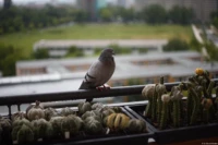 f/2, Vollformat. Yashica DSB 55mm f/2 Taube Balkon Bokeh