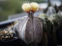 Astrophytum coahuilense SB1474, Lerdo, Durango, Mexiko, f/2, Vollformat. Yashica DSB 2.0/55 Astrophytum coahuilense
