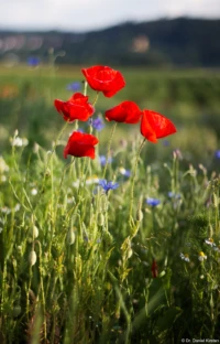 Mohn in der Abendsonne, APS-C.  Hier bin ich nicht an die Naheinstellgrenze herangegangen. Yashica ML 1.7/50 Mohn Poppy Abendsonne