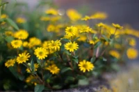 APS-C. Yashica ML 1.7/50 Blüten