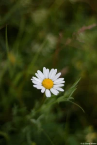 APS-C. Yashica ML f/1.7 50mm Gänseblümchen