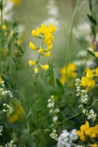 Wiese, APS-C. Yashica ML 1.7/50 Blumen Bokeh