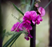 Wicken an einem Zaun, APS-C. Yashica ML f/1.7 50mm Wicken Wicke Zaun Bokeh