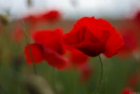 APS-C. Yashica ML 1.7/50 Mohn Feld