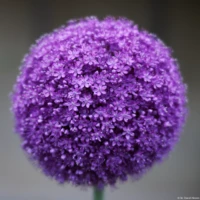 APS-C. Yashica ML 1.7/50 Blume Kugel Bokeh