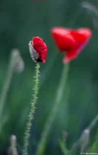 APS-C. Yashica ML f/1.7 50mm Mohn