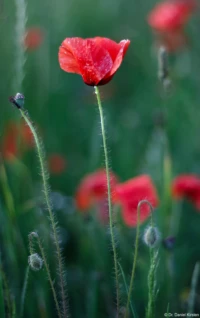 APS-C. Yashica ML 1.7/50 Mohn