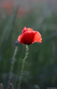 APS-C. Yashica ML f/1.7 50mm Mohn Tautropfen Regen